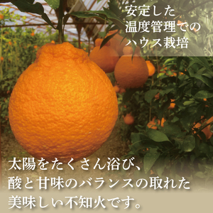 訳あり みかん 果物 しらぬい 3kg L ～ 2L 混合 サイズ不揃い 先行予約 令和 7年産 1箱 不知火 柑橘 阿波市産