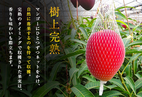 □糖度15度以上！宮崎県産 「太陽のタマゴ」（合計約2kg）