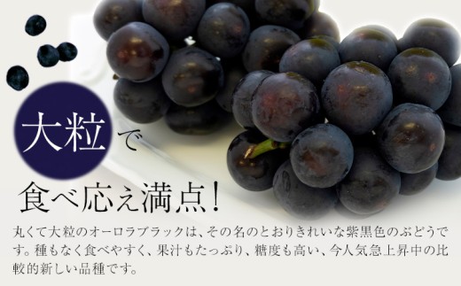 【2027年先行予約】岡山県産 ご家庭用 オーロラブラック 2～3房 約1.2kg 《2027年9月上旬-9月下旬頃出荷》 岡山県 笠岡市 巨峰 ぶどう 葡萄 果物 フルーツ【配送不可地域：離島】