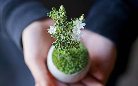 【鉢皿色・鉄赤】 白鳥花 ハクチョウゲ 盆栽 植物 石木花 sw-bohkx380 ※沖縄・離島への配送不可