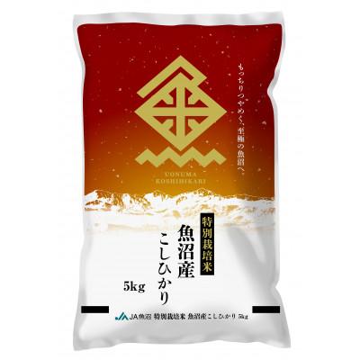 ふるさと納税 十日町市 【令和7年産新米】特栽米 魚沼こしひかり 精米 5kg