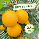 【ふるさと納税】たにぐち農園の国産マイヤーレモン 2.5kg【2024年12月から～2025年1月初旬の期間で順次発送致します。】 / 檸檬 レモン れもん 柑橘 国産 大容量 数量限定 ご家庭用 家庭用
