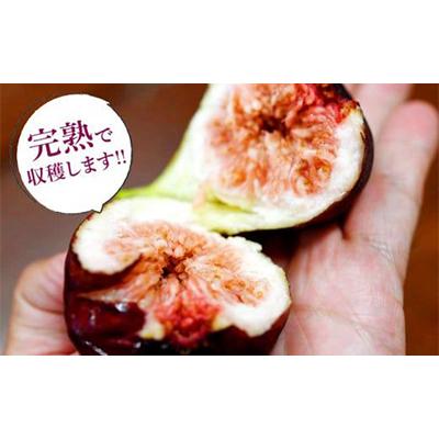 ふるさと納税 掛川市 静岡県掛川産　ミズノ農園の冷凍いちじく (皮なし)【桝井ドーフィン】500g×4袋 |  | 03