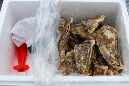 【北海道根室産】殻付カキ90～120g×50個 D-57027