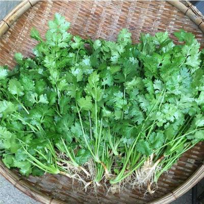 ふるさと納税 糸島市 糸島産 パクチー 600g ( 100g × 6袋 )  [AFD001] |  | 01