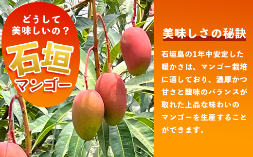 2026年発送分【先行予約】石垣島産《樹齢30年》マンゴー (アーウィン種) 約1kg(2～3玉)《2026年7月以降より順次発送》TP-1