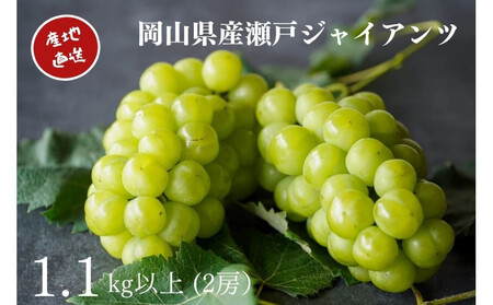 厳選 瀬戸ジャイアンツ 2房 合計1.1kg以上  ｜ ぶどう