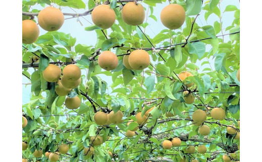豊水 約5kg / 佐藤梨園 / 梨 なし 果物