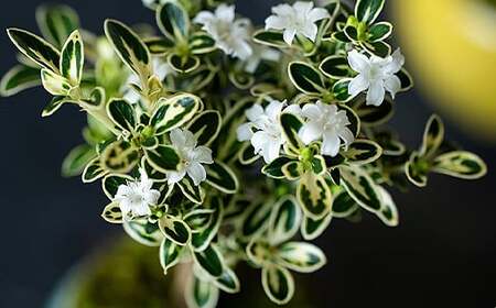 【鉢皿色・鉄赤】 白鳥花 ハクチョウゲ 盆栽 植物 石木花 sw-bohkx380 ※沖縄・離島への配送不可