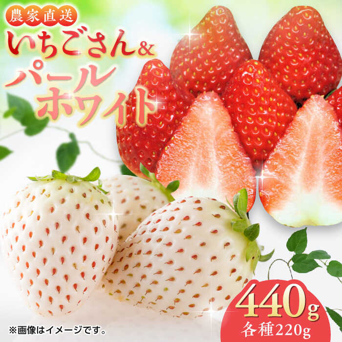 【ふるさと納税】【2026年発送分 先行予約】紅白いちごのセット 佐賀県産 いちごさん・パールホワイト各220g / イチゴ 苺 フルーツ 果物 / 佐賀県 / かわさきいちご [41ASBJ001]