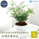 【ふるさと納税】観葉植物 シマトネリコ フレグランドラウンドポットXS植え（1鉢） インテリア ナチュラル リラクゼーション 室内栽培 プレゼント 送料無料 趣味 人気 オススメ 初心者 玄関 リビング 受皿付 セラミス 北海道冬季発送不可 株式会社チャーム