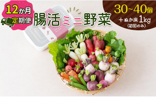 
12回定期便［産地直送］腸活ミニ野菜＋ぬか床1kg【F82】
