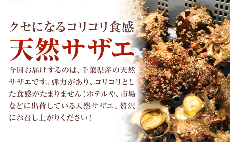 天然『活』サザエ　2kg ( 6個 ～ 10個 ) 《7月中旬-9月上旬頃出荷》 【配送不可地域：離島・北海道・沖縄県・東北・中国・四国・九州】寺田水産 さざえ 海産物 貝 千葉県 勝浦市---kas
