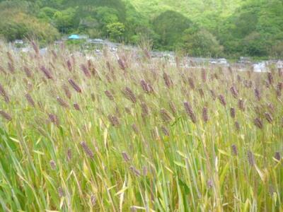 内子町産 もち麦（4kg）【穀物 穀類 食品 人気 おすすめ 送料無料】