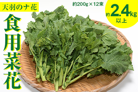 春を呼ぶ「天羽のナ花」（食用菜花）約2.4kg以上（約200g×12束）