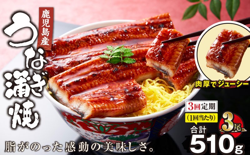 
                  【全3回定期便】鹿児島産うなぎ蒲焼 170g×3尾 清らかな地下水育ち！　KN021-T29
                
