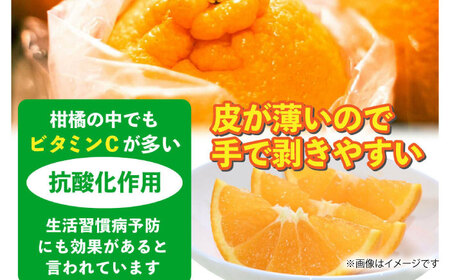 【先行予約】不知火 約5kg【くまふる】[ZBG010]