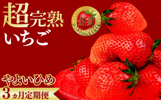いちご＜3回定期便＞ 第2回いちご選手権金賞受領 やよいひめ レギュラーサイズ 約270g × 4パック 合計 約1080g 【先行受付：1月中旬以降発送】 | いちご イチゴ 苺 やよいひめ 甘い あまい 完熟 果物 フルーツ くだもの 旬 産地直送 栃木県産 鈴木ファーム 栃木県 茂木町