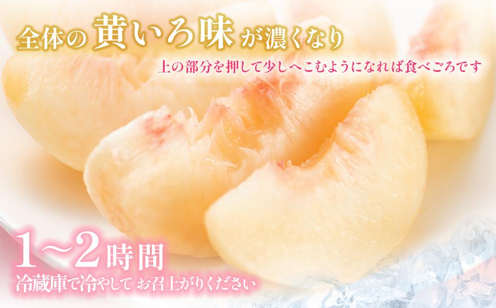 桃 2025年 先行予約 岡山県産 贈答用 白桃 1.5kg以上（4～6玉） 品種おまかせ＜6月下旬以降発送＞