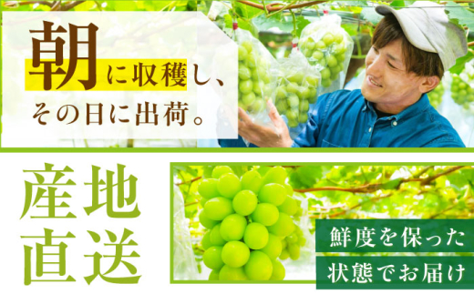 フルーツ	【2026年先行予約】【50個限定】【贈答用】旬の味わいを産地直送で！シャインマスカット 2房（約1kg）秀品・化粧箱入り ぶどう 葡萄 皮ごと 種なし 果物 産直 産地直送 旬 限定 先行