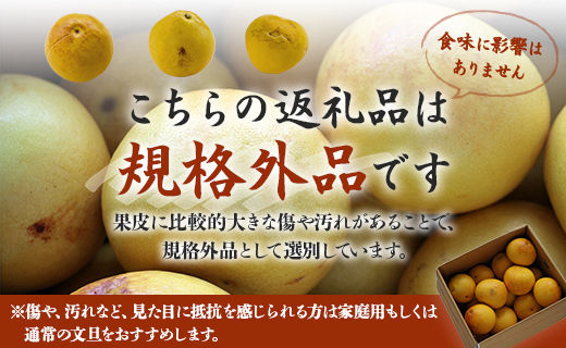 【先行予約】訳あり 土佐文旦 約10kg（規格外 2L～4Lサイズ）- 家庭用 期間限定 送料無料 果物 フルーツ 柑橘 高知県産 ぶんたん ブンタン ざぼん ザボン 季節限定 デザート 傷 お取り寄