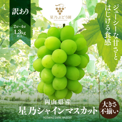 【訳あり】粒の大きさが不揃い 星乃シャインマスカット1.3kg 2房～4房入り【配送不可地域：離島・北海道・沖縄県】