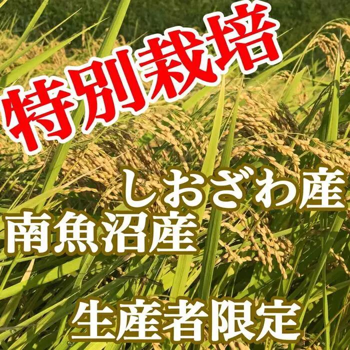 【令和7年産】【定期便：20Kg×3ヶ月】特別栽培 生産者限定  南魚沼しおざわ産コシヒカリ【定期便 銘柄米 ブランド米 精米 こしひかり コシヒカリ 魚沼産 新潟米 産地直送 お米 米 こめ コメ 