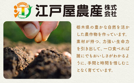 米 お米 コシヒカリ 5kg 令和7年産 江戸屋農産株式会社《30日以内に出荷予定(土日祝除く)》 栃木県産 コメ 米 こしひかり コシヒカリ5kg 5キロ【栃木県共通返礼品】