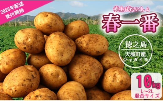 徳之島 天城町産 赤土ばれいしょ 新じゃが【春一番】10kg L~2L 混合サイズ ジャガイモ じゃがいも ばれいしょ バレイショ F-5-N