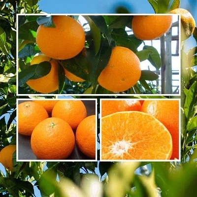 2025年11月発送開始　ぷるぷる食感!「 まどんな 」約3.5 キロ【 訳あり 】【C39−44】【配送不可地域：離島】【1419628】