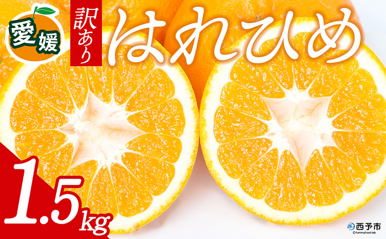 先行予約＜訳あり 愛媛県産 はれひめ 合計約1.5kg＞ 『2026年12月下旬以降順次出荷予定』ミヤモトオレンジガーデン 愛媛県 西予市