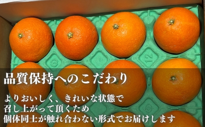 愛果28号 約2.5kg 東温市産 サイズお任せ 「 紅まどんな 」の同一品種（品種名： 愛媛果試28号 ） 今が旬 農園直送 みかん 人気 数量限定 先行予約 愛媛みかん かんきつ 愛媛県 フルーツ