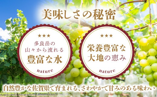【特別寄付額10000円→9000円】シャインマスカット 約1.2kg 2～3房 ご家庭用 佐賀県産 【先行予約 2026年8月上旬以降発送】| シャインマスカット 2026 シャイン マスカット ぶどう 葡萄 ブドウ 果物 フルーツ 果実 季節 旬 冷蔵 期間限定 国産 佐賀県 鹿島市 人気 ランキング フルーツ おすすめ B-658