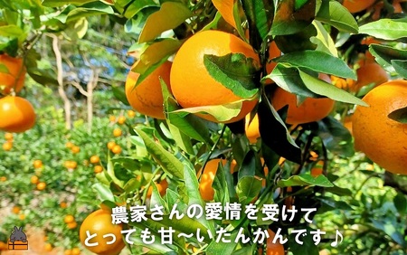 《先行予約》～世界自然遺産の島から～朝川果樹園さんのたんかん（10kg）　( タンカン フルーツ みかん 果物 柑橘 甘い 徳之島 奄美 鹿児島 もぎたて フレッシュ 世界自然遺産 フルーツアイランド