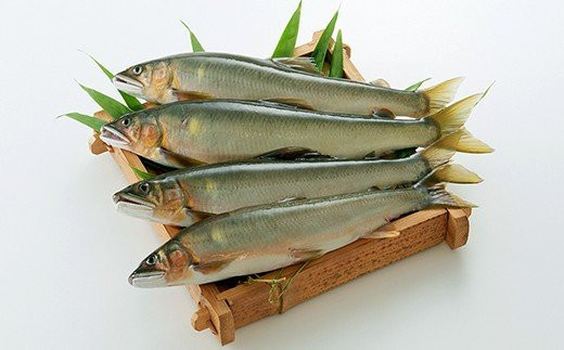 
            天然鮎（冷凍）約1kg 5〜10尾 鮎 あゆ 魚 魚介類 九州産 熊本県産 人吉産
          