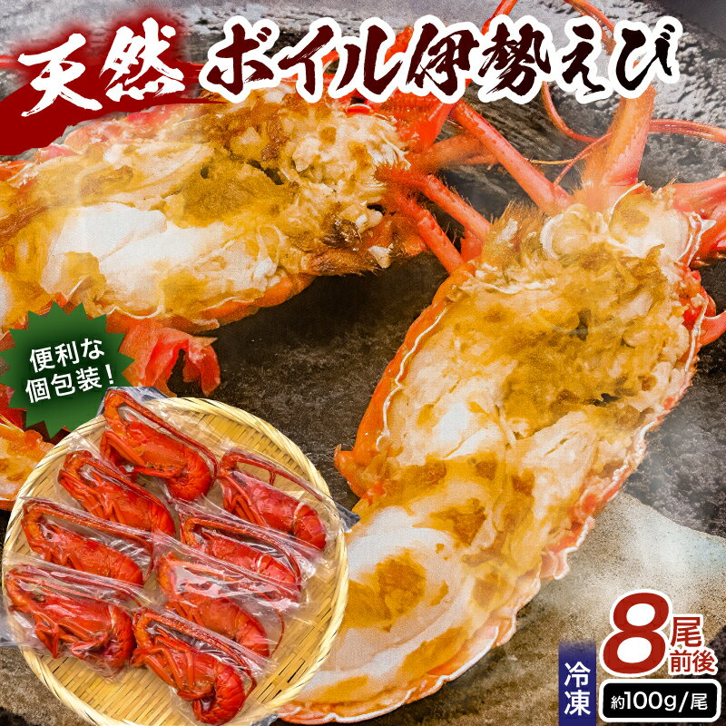 【ふるさと納税】【天然】ボイル冷凍伊勢海老 約100g×8本前後 千葉県 南房総市 水揚げ 高鮮度 甘み 旨味 食卓を 彩る 個包装 食べ応え プリプリ 味噌汁 出汁 贈り物 挨拶品 グルメ 送料無料