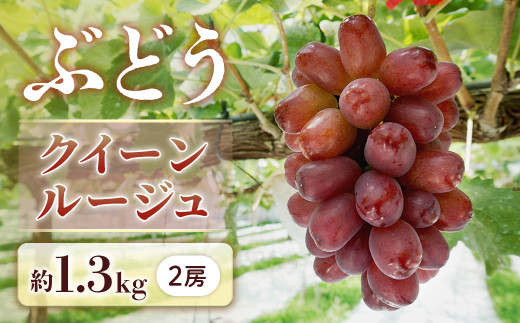 【2026年発送先行予約】ぶどう クイーンルージュ約1.3㎏【2房】※2026年9月中旬～9月下旬発送予定※