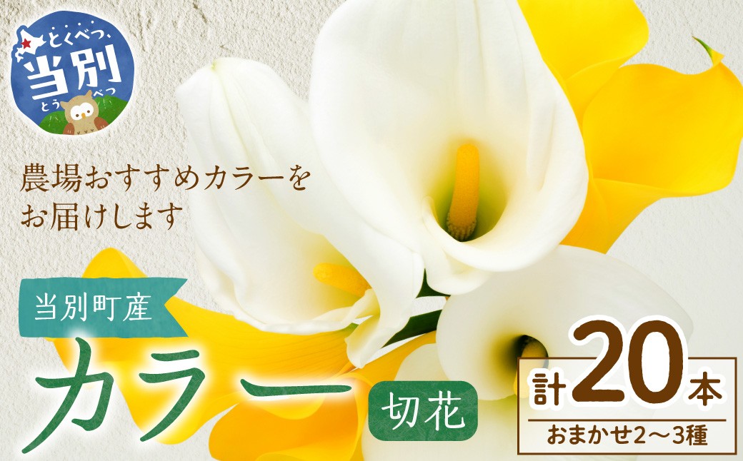 
                  カラー 切花 20本（2～3品種）四季農場《7月上旬-10月中旬頃出荷》北海道 当別町 花 お花 はな カラー 切り花 冷蔵便 北海道産 当別町産 インテリア
                