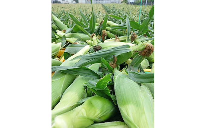 朝採りトウモロコシ 甘々娘 かんかんむすめ 12～14本 セット 詰め合わせ 新鮮 とうもろこし トウモロコシ 野菜 旬の野菜 夏野菜 やさい 静岡 静岡県 島田市