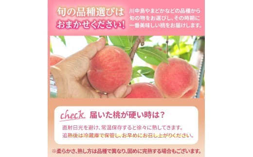 《先行受付》品種おまかせ 白桃 約5kg【丸秀以上】 （18～25玉）【2026年8月上旬頃～9月中旬発送予定】