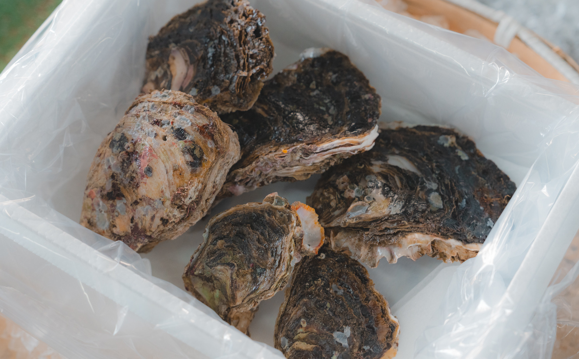 牡蠣 鳥取県産 天然 岩ガキ 夏輝 おまかせ2kg (約6～9個)  ※1個の重さによって個数が変わります ※着日指定不可 ※2026年6月上旬～8月下旬頃に順次発送予定