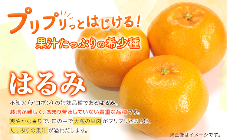 みかん はるみ ご家庭用 1kg+250g（傷み補償）サイズ混合 池田鹿蔵農園@日高町《2月上旬-3月末頃出荷》和歌山県 日高町 フルーツ 果物 柑橘 希少品種 送料無料 訳あり【配送不可地域あり】-