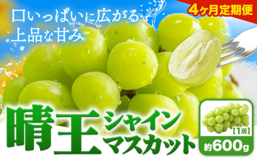 【4ヶ月定期便】ぶどう シャインマスカット 晴王 600g 1房 ハレノフルーツ(アストライ)《7月上旬-10月末頃出荷》岡山県 浅口市 送料無料 フルーツ 果物 マスカット お取り寄せフルーツ【配送不可地域あり】