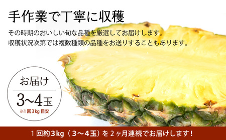定期便 2ヶ月 2024年 先行予約 旬のパインアップル 約3kg 水鴨農園 2回 お楽しみ 果物 フルーツ