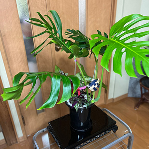 モンステラ＆観葉植物2種類寄せ植え（B1045-1）