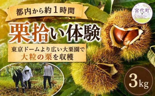 栗 折原農園の栗拾い体験 3kg | 栗 くり クリ 体験 収穫 栗拾い チケット 体験型 イベント 農業体験 農家 ３キロ 観光 レジャー アウトドア 家族 友人 ペット同伴 お土産 都内料亭 定番 スポット 東武動物公園駅 関東近郊 駐車場 埼玉県 宮代町