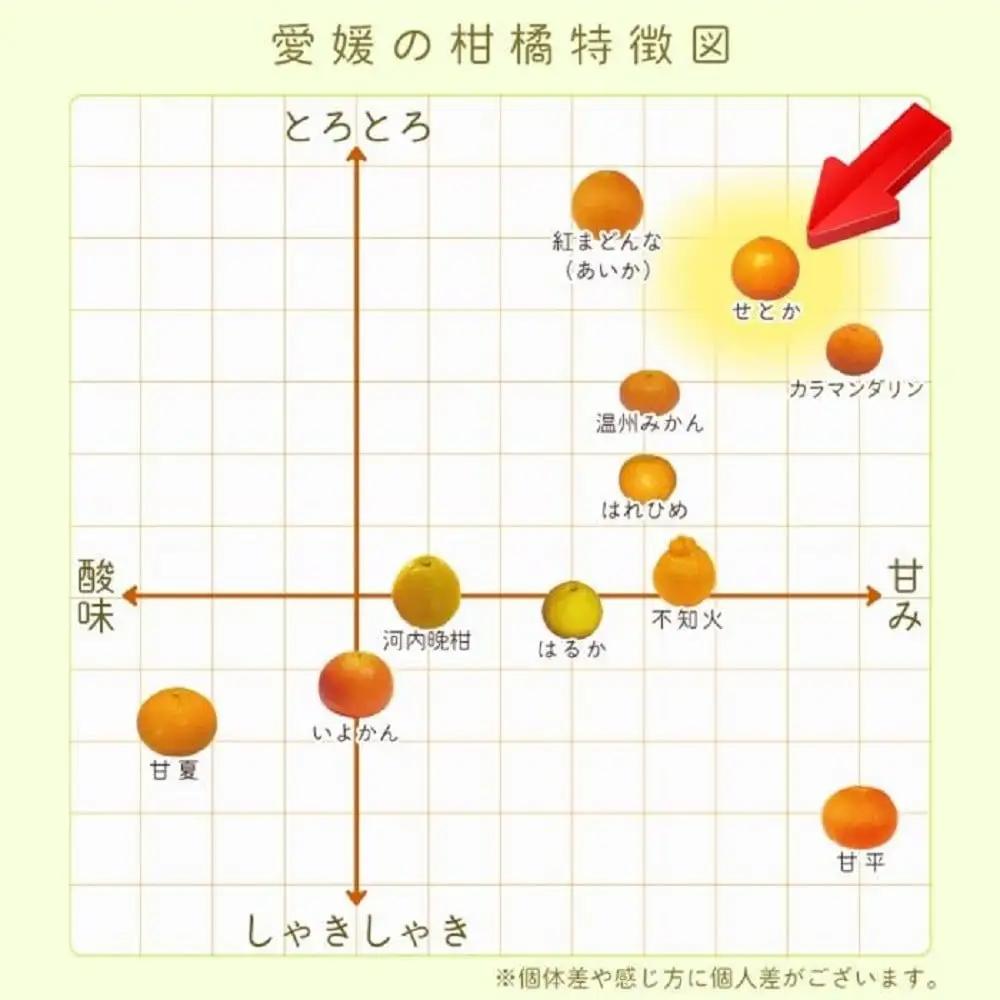 愛媛県産せとか（露地）約5kg 秀品 2L~M サイズ 【高島屋選定品】 【2027年2月中旬頃から順次発送】【IYT0542】