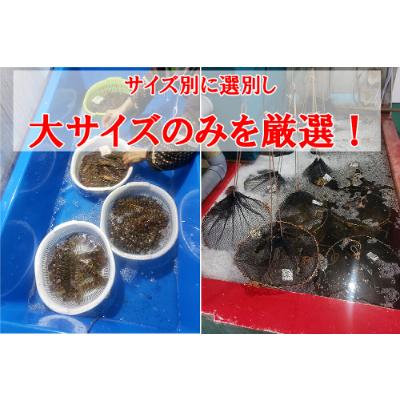 ふるさと納税 宇城市 【特殊冷凍】 車海老 250g (大サイズ厳選品)(6~8尾)水揚げ即真空パック&瞬間冷凍で鮮度抜群 |  | 01