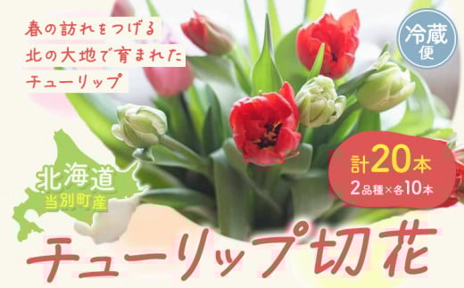 [1-280]チューリップ 切花 20本（2品種×各10本）四季農場 北海道 当別町 花 お花 チューリップ 切り花 切り花産地  st-p
