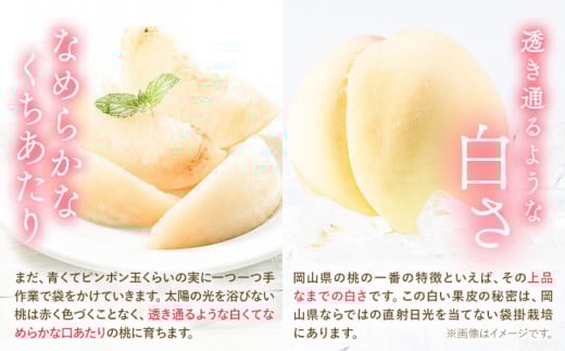 【2026年先行予約開始！】おかやま白桃 もも 桃 1kg 3~5玉前後 岡山県産 ご家庭用《2026年6月下旬-9月下旬頃出荷》岡山県 浅口市 厳選出荷 白桃  白鳳 清水白桃 おかやま夢白桃 川中